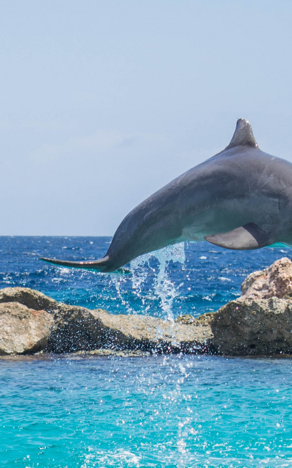 Delfin wyskoczył nad wodę