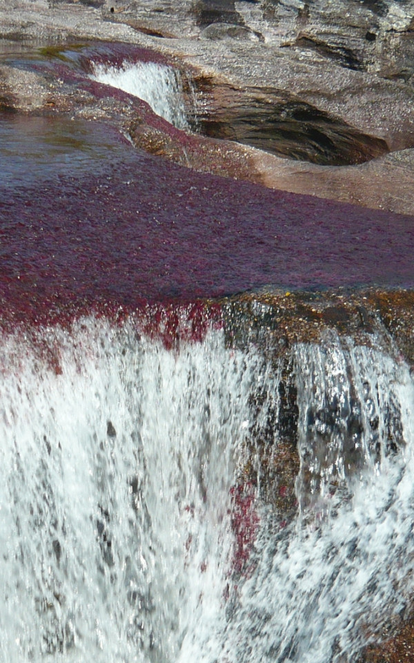 Caño Cristales