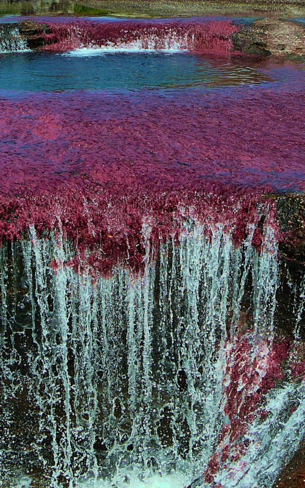 Caño Cristales