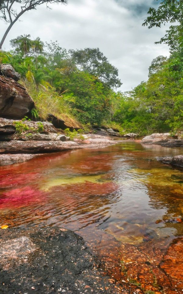 Caño Cristales