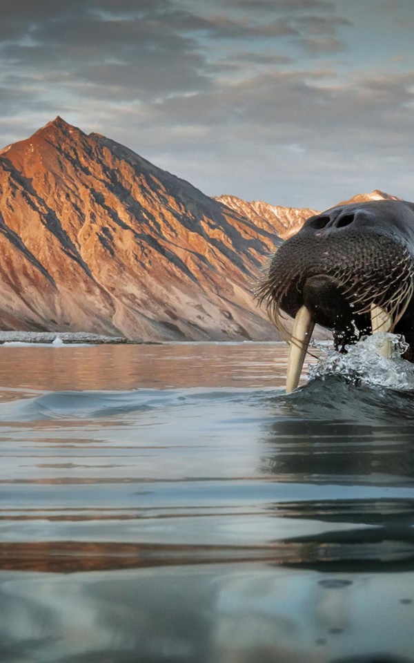 Słoń morski