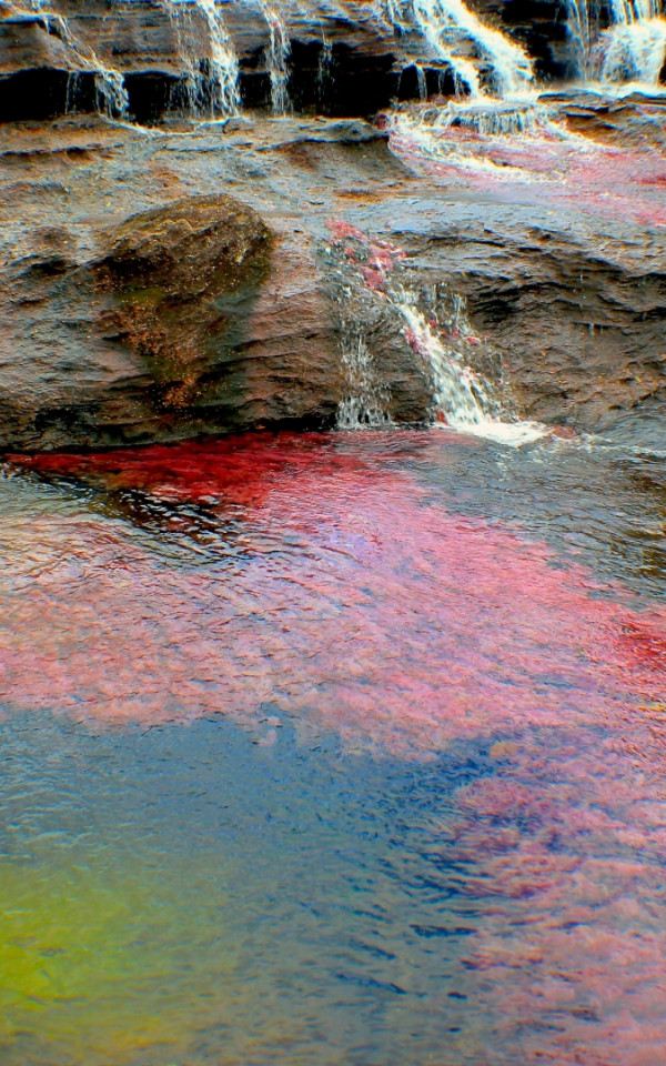 Caño Cristales