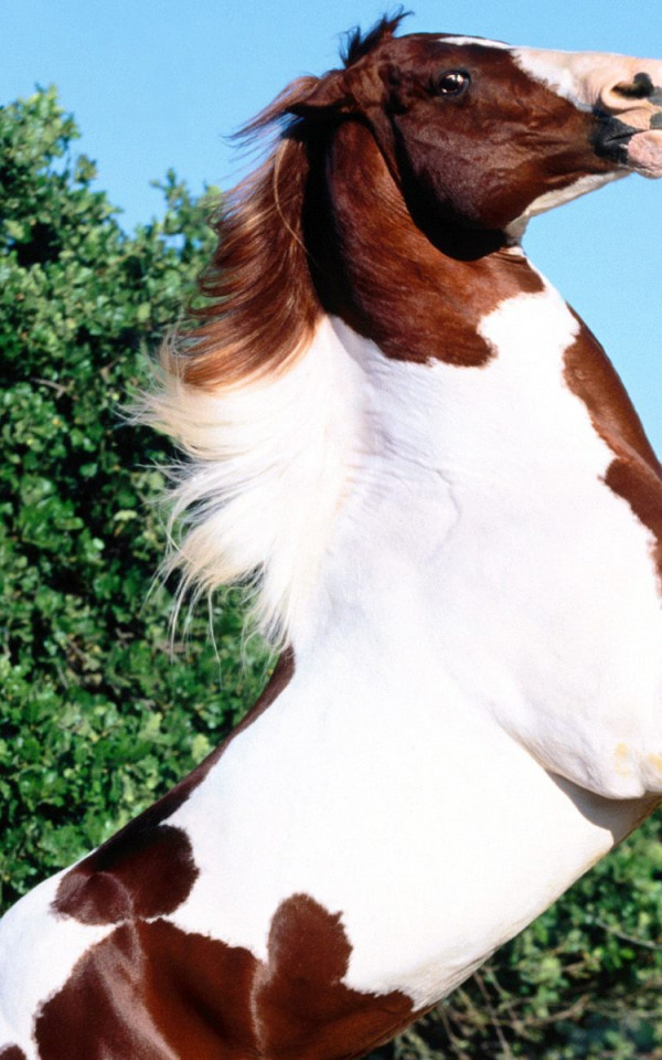 tapety konie (43).jpg