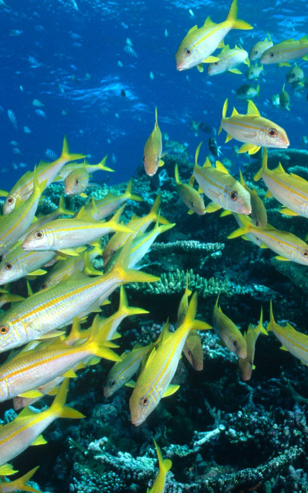 Yellow Goatfish, Great Barrier Reef, Australia.jpg