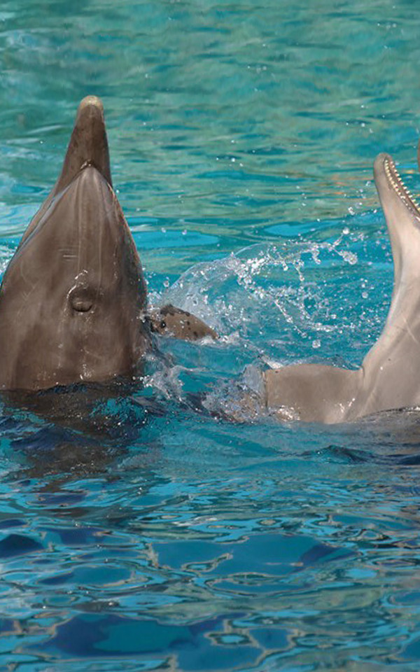 tapety delfiny (8).jpg