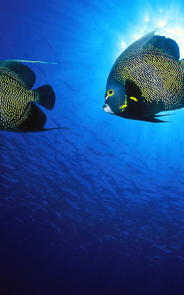 French Angelfish.jpg