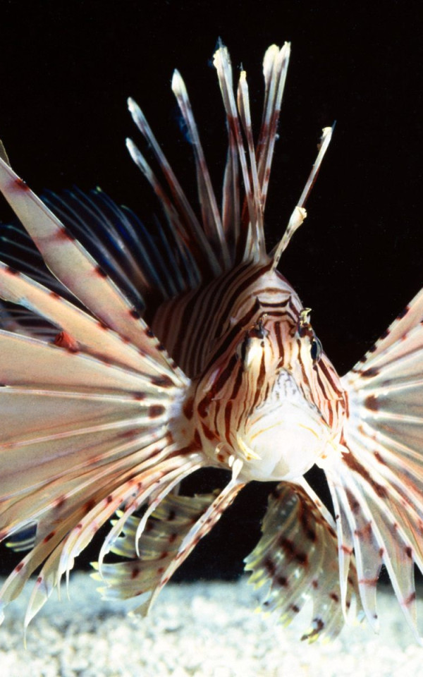 Red Volitans Lionfish, Indo-Pacific.jpg