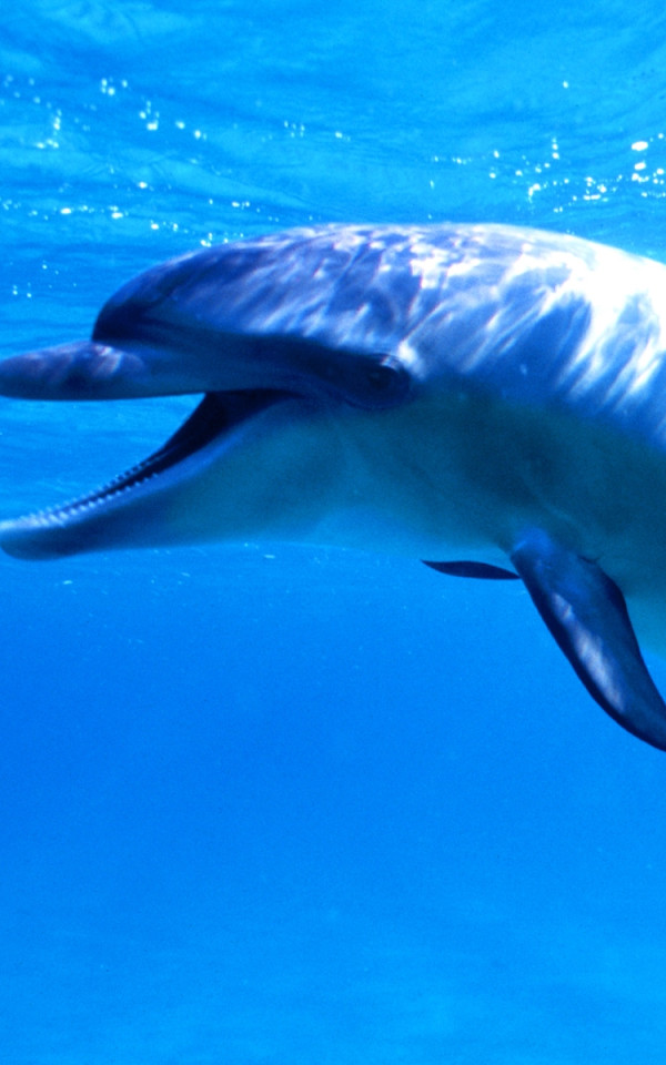 Delfiny 7
