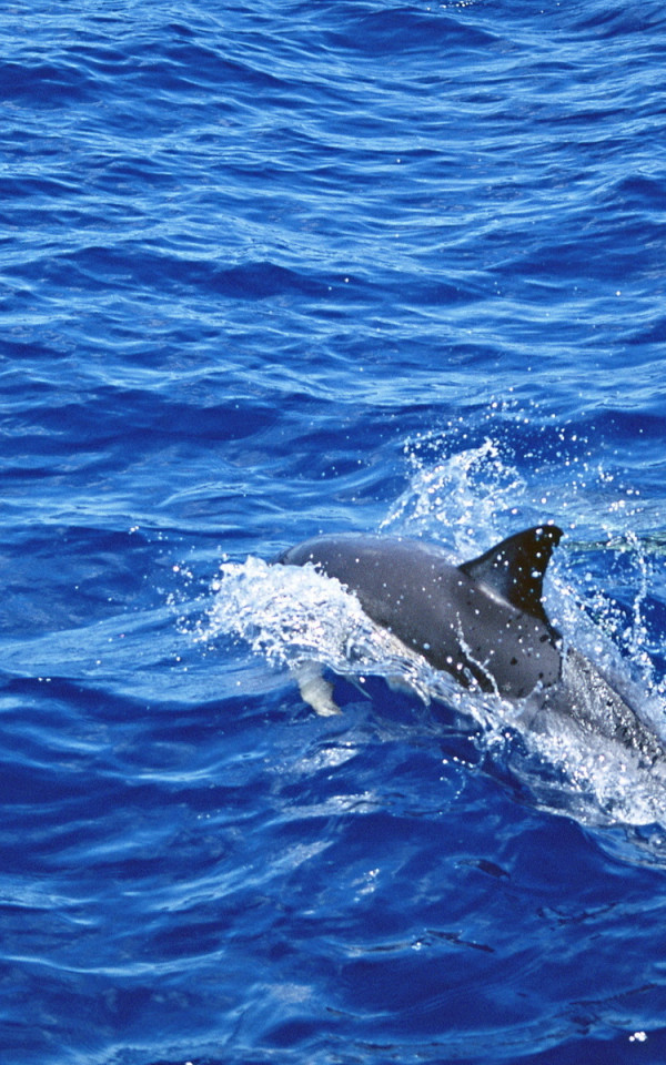 Delfiny 22