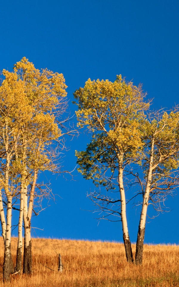 Autumn Aspen Trees and Sunset, Yellowstone National Park, Wyoming.jpg