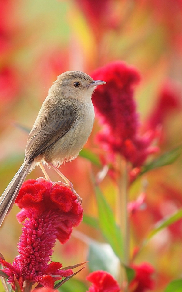 Ptaszek na  kwiatku