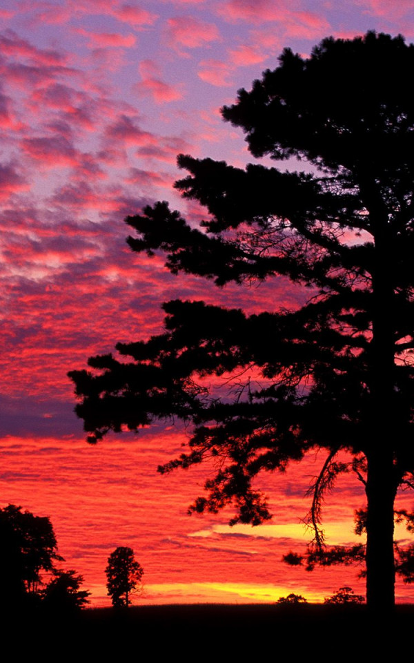 Silhouetted Pine at Sunset, Kentucky.jpg