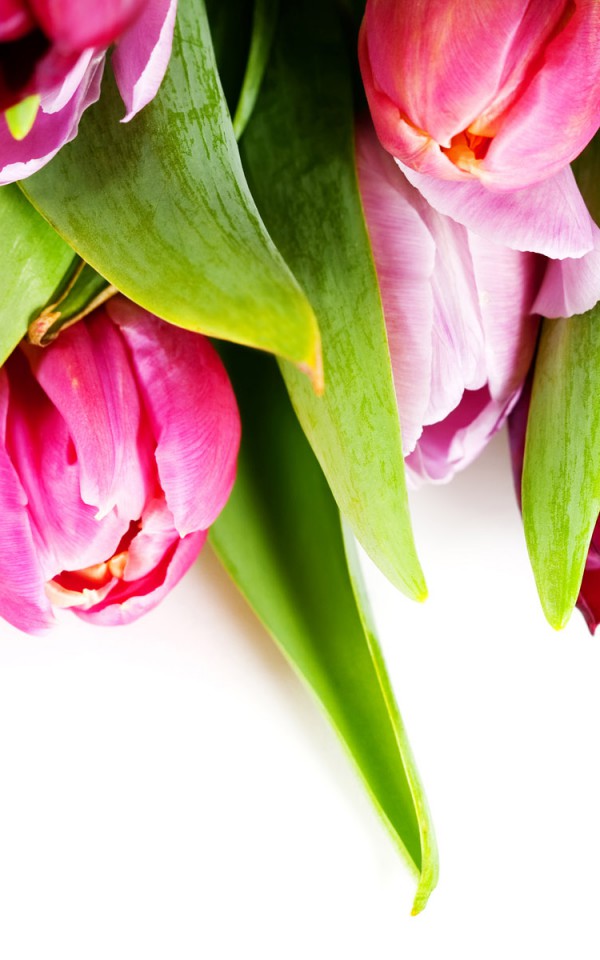 Tulipany (17).jpg