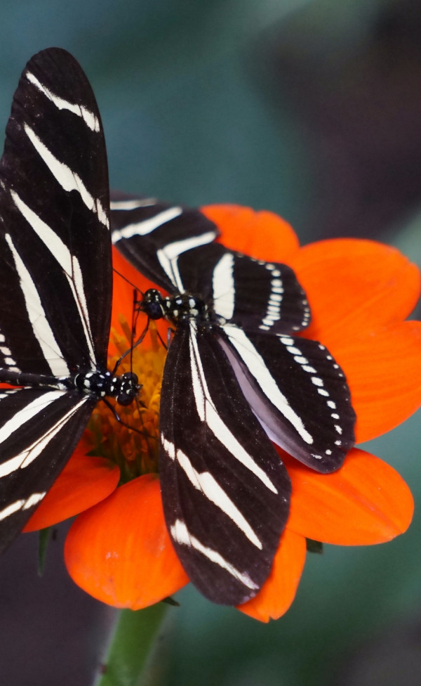 Motyle spijają nektar z czerwonego kwiata