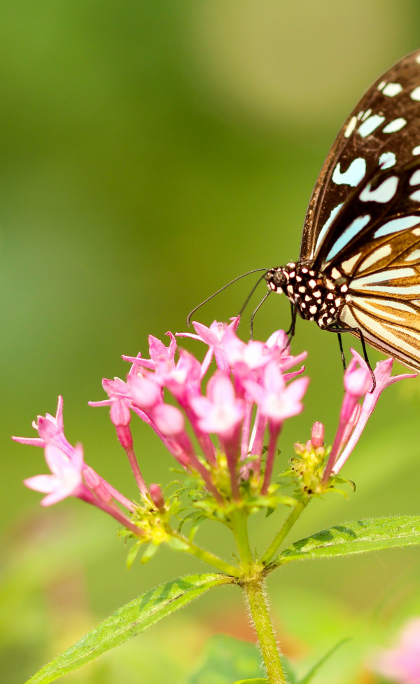 Motyl, Piękny, Spija nektar z różowego kwiatka