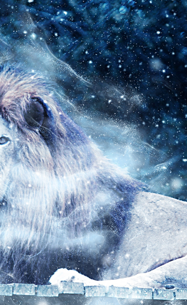 Lew w czasie opadów śniegu