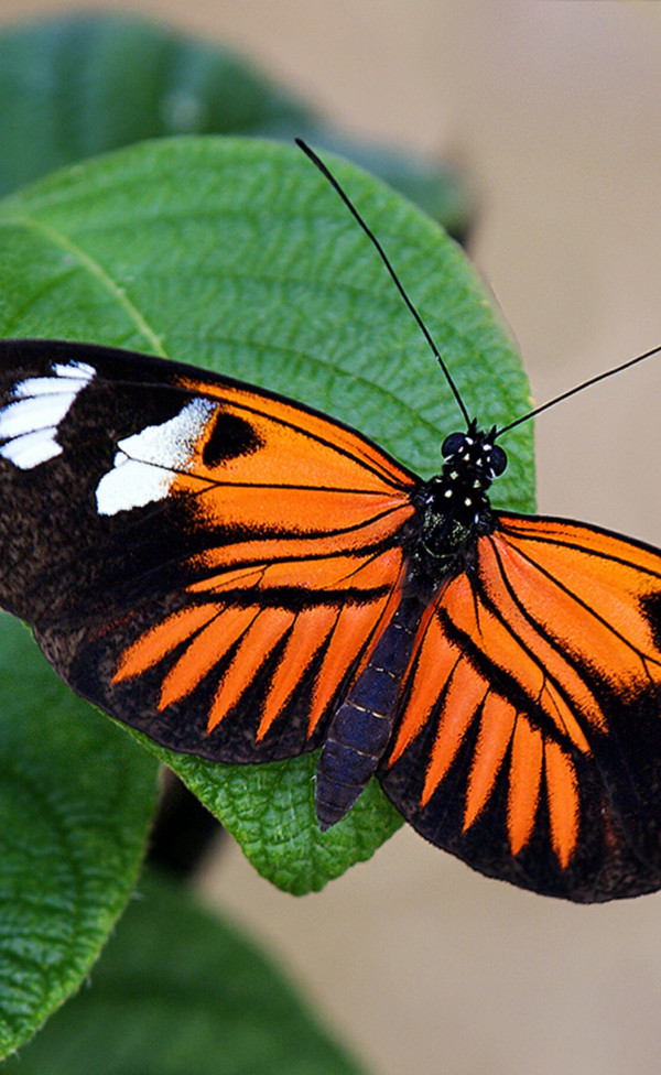 Pomarańczowo czarny motyl