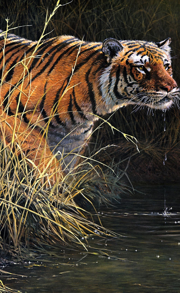Tygrys 1