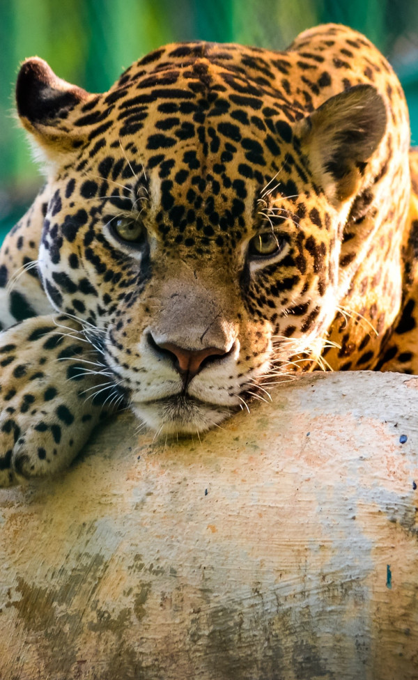 Jaguar (3)