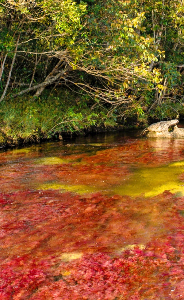 Caño Cristales