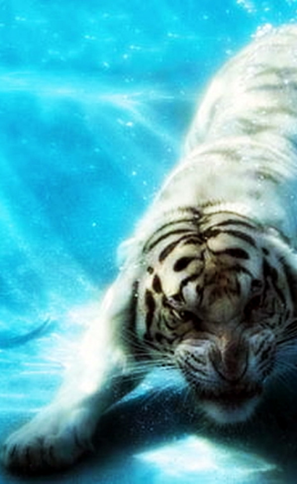 tygrys w morzu