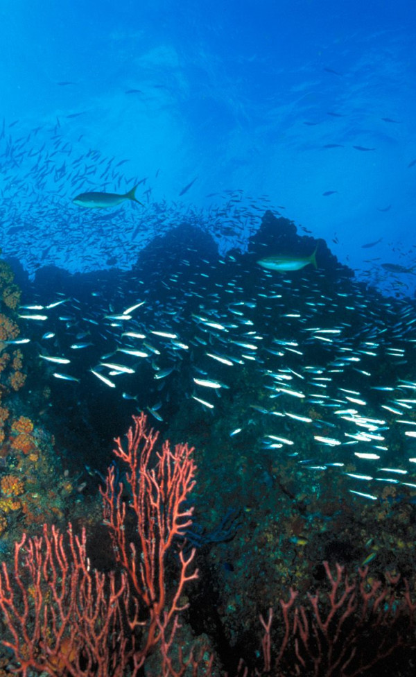 Los Roques Reef, Venezuela.jpg