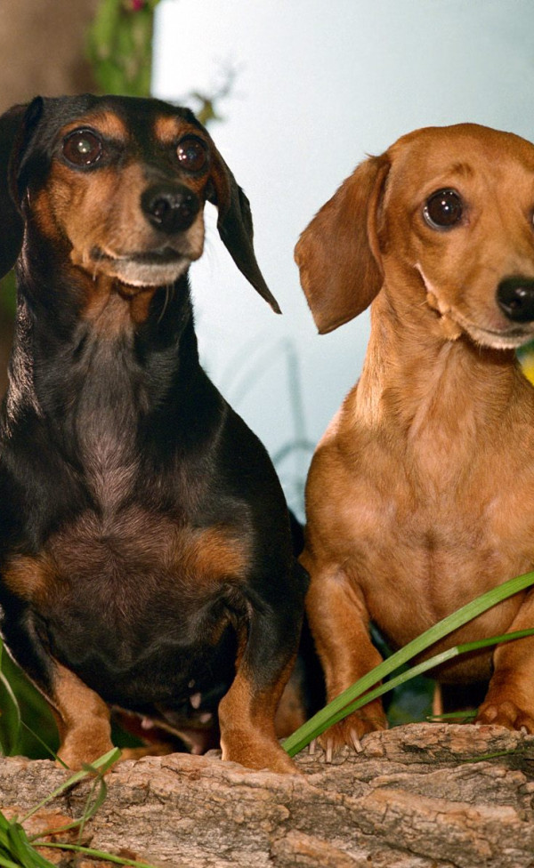 Winston and Maggie, Dachshunds.jpg