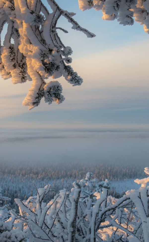 Śnieg na gałęziach