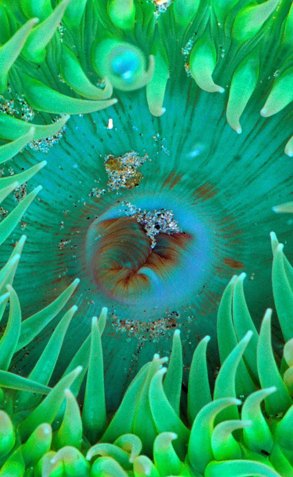 Sea Anemone.jpg