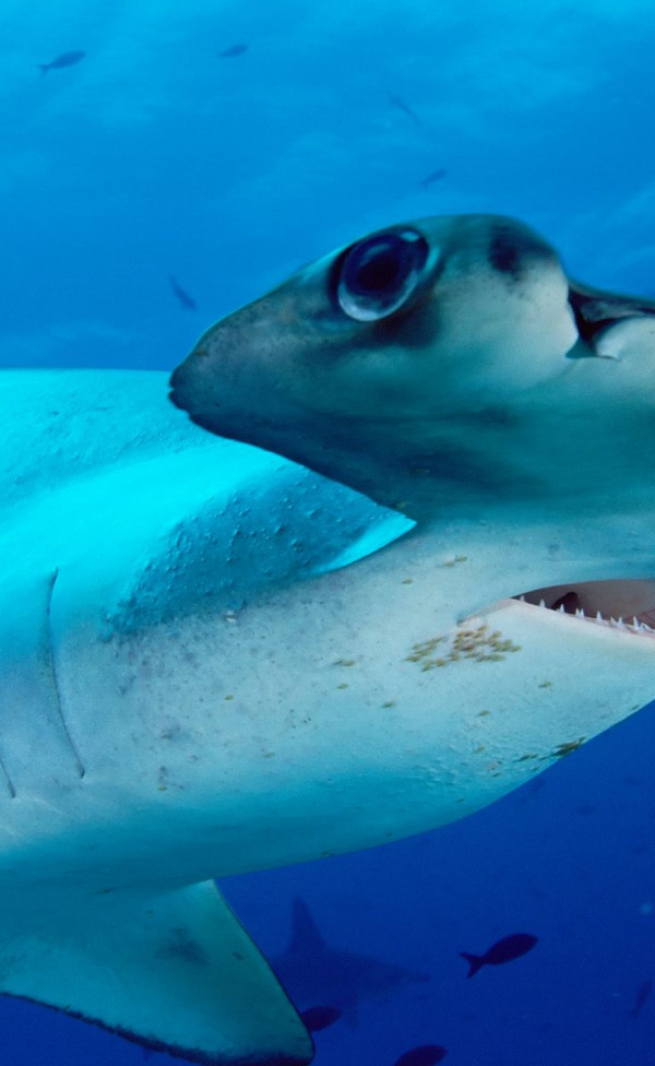 Scalloped Hammerhead.jpg