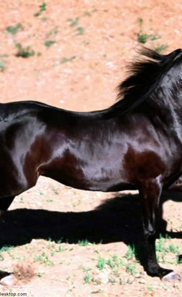 konie (24).jpg