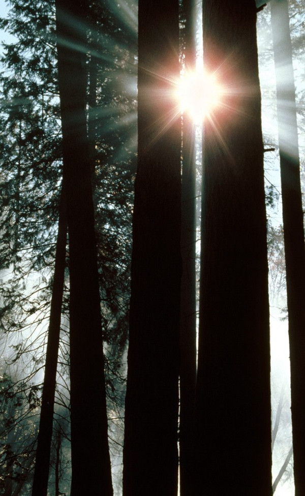 The Rays of Yosemite Valley, Yosemite National Park, California.jpg