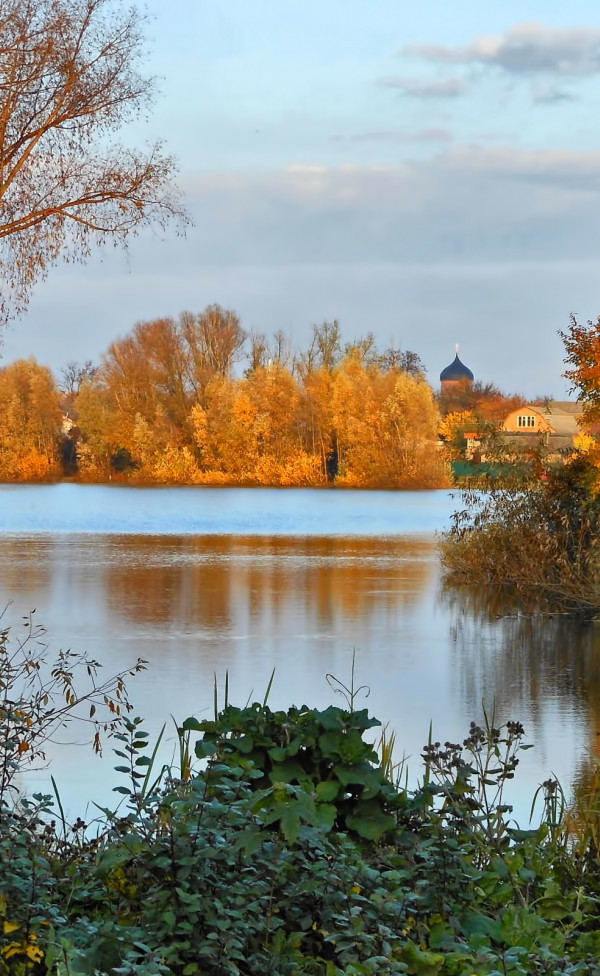 Drzewa nad rzeką