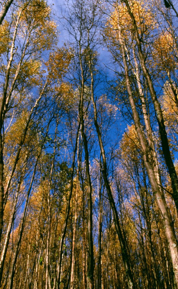 Autumn Aspens, Hidden Lake, Alaska.jpg