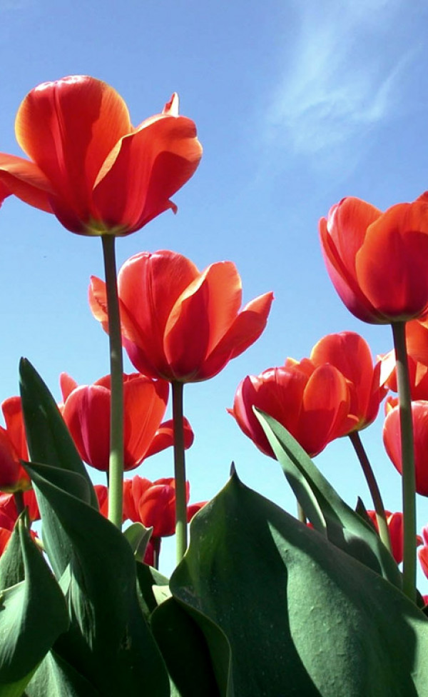 Tulipany (68).jpg