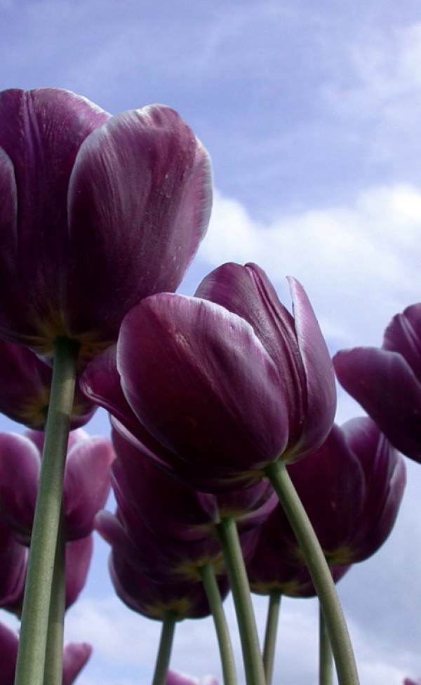 Tulipany (78).jpg