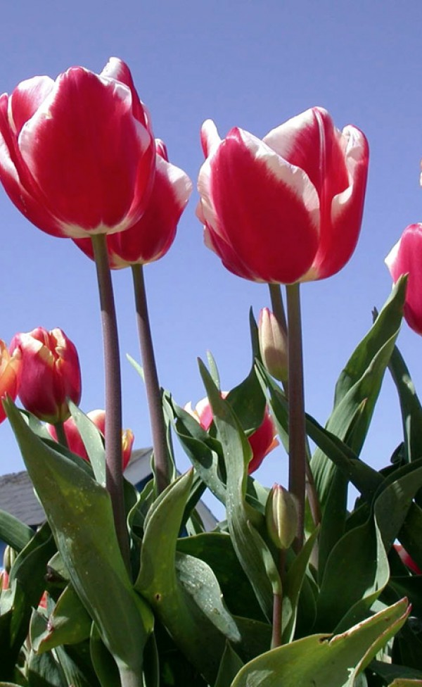Tulipany (79).jpg