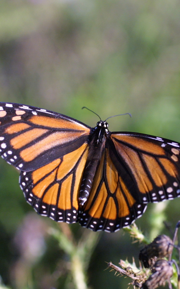 Piękny motyl Monarch