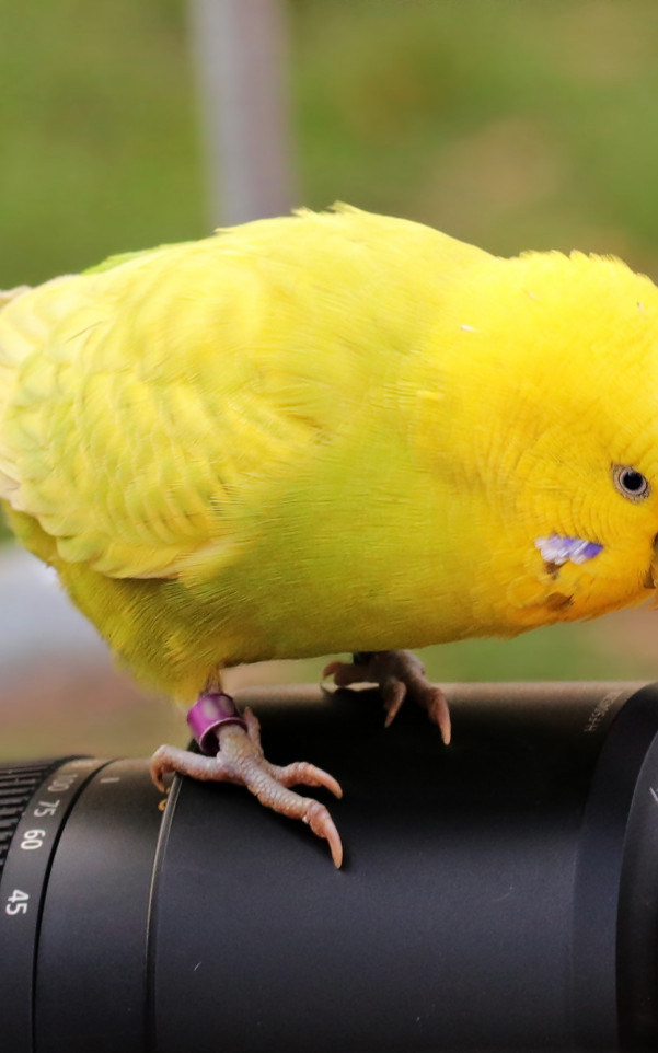 Papuga na obiektywie aparatu cyfrowego