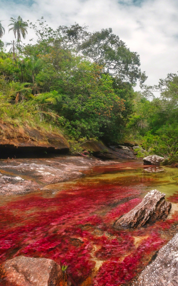 Caño Cristales