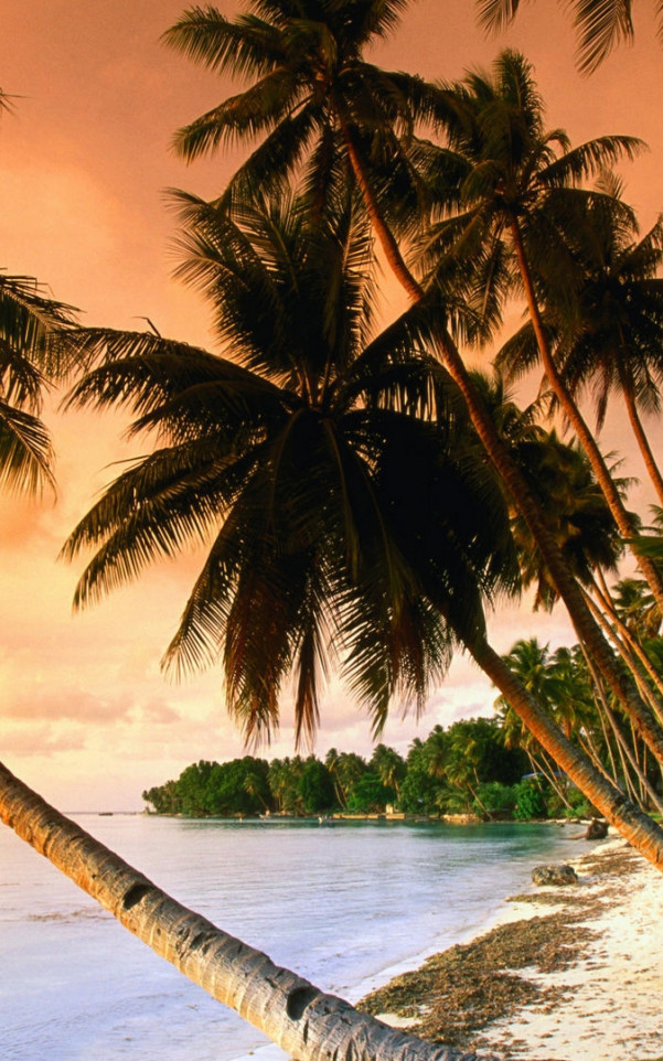 Wyspa z palmami