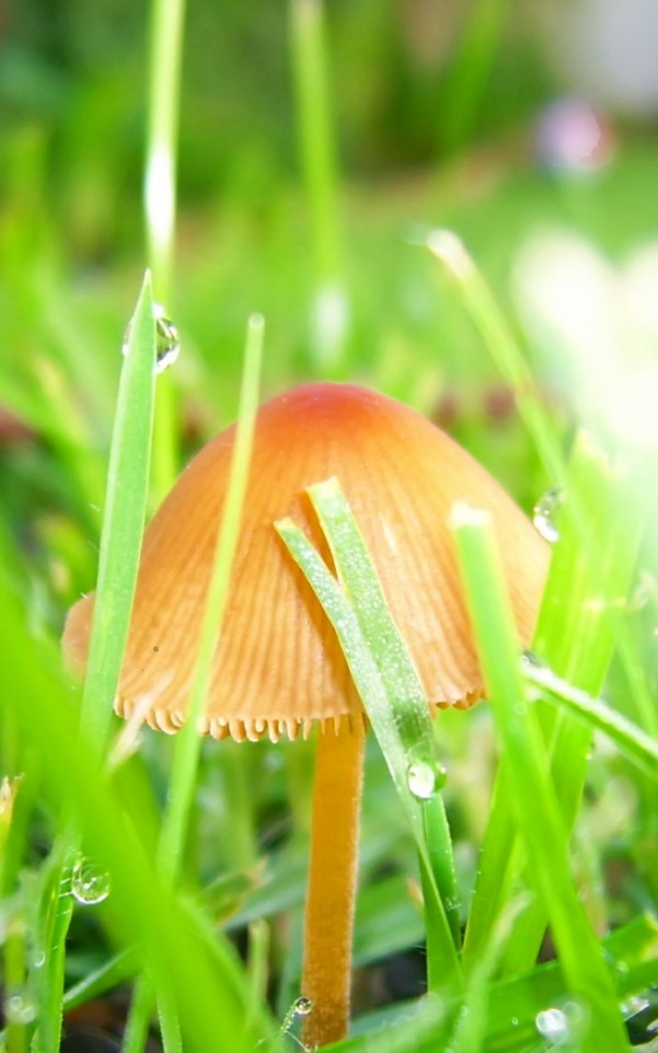 makro-foto-zielone-rosliny (134).jpg