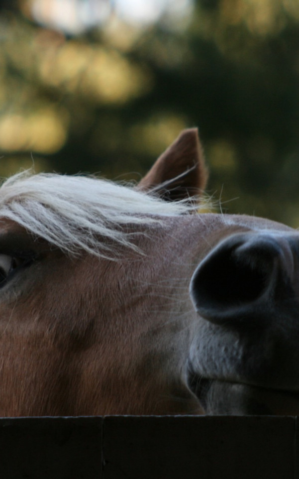 konie (2).jpg