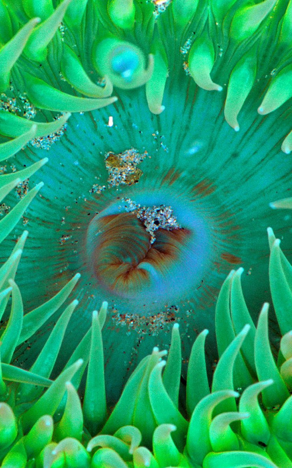 Sea Anemone.jpg