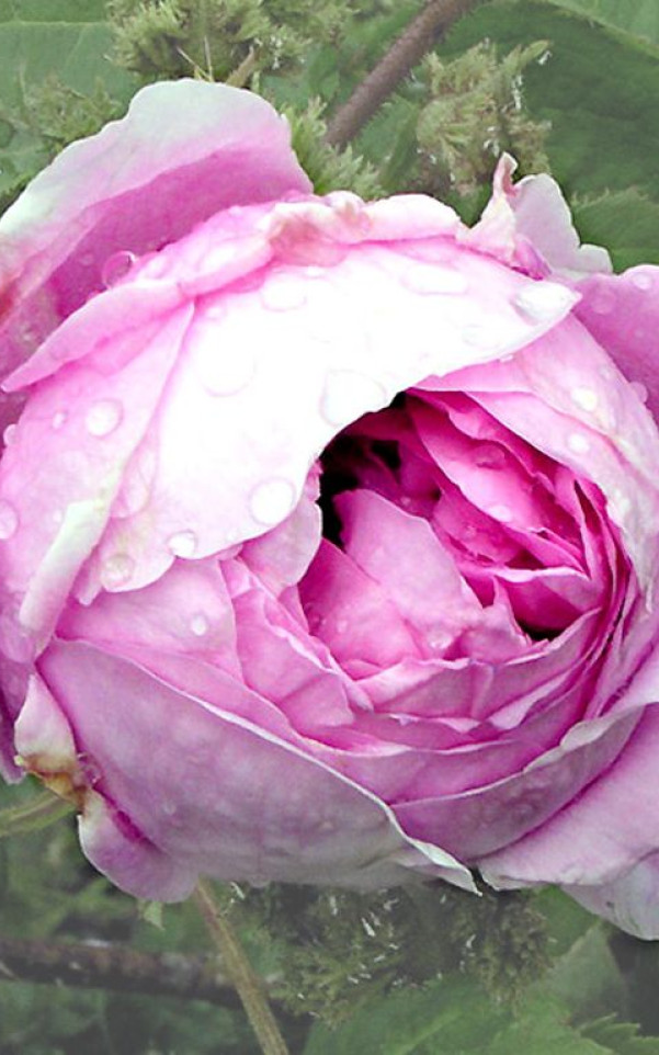roze (96).jpg