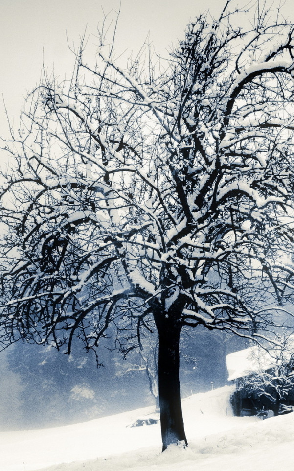 Zimowa tapeta (76).jpg