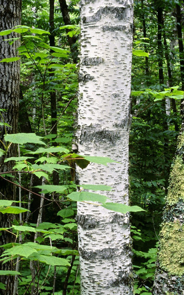 Aspen Trunks, North Woods, Quetico Provincial Park, Ontario, Canada.jpg