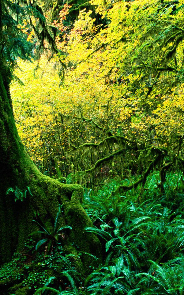 Hoh Rainforest, Olympic National Park, Washington.jpg