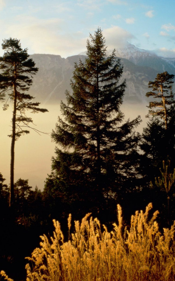 Twilight In The Woods, Valais, Switzerland.jpg