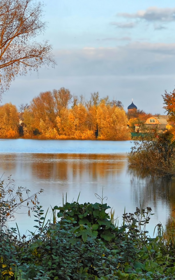 Drzewa nad rzeką